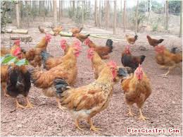 ກໍ່ສ້າງຊົນນະບົດໃໝ່ຢູ່ດົ່ງເຕິມ, ບັກຢາງ